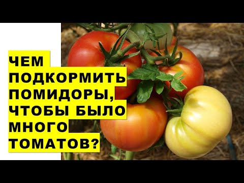 Видео: Чем таким секретным подкормить помидоры, чтобы было много томатов? График подкормок помидоров
