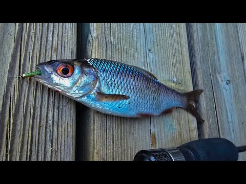 Видео: Вечерний мормо детокс #мормышинг#ультралайт#наноджиг#плотва#красноперка