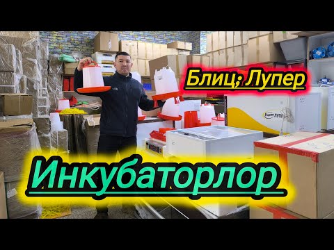 Видео: Жайма базар. Инкубаторлор. #тоокбазар #итбазар #малбазар #жаймабазар