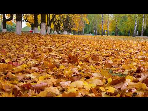 Видео: ТУМАН РАЗДУМИЙ  ОСЕНЬ   Автор и Исполнитель Филиппов Евгений