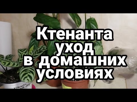 Видео: Ктенанта: уход/пересадка/размножение