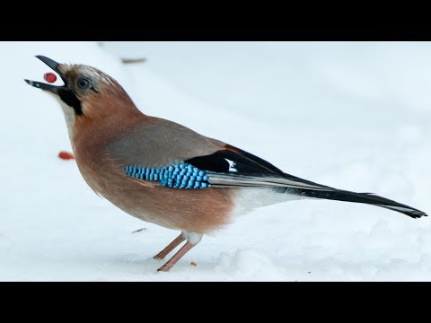 Видео: Какие птицы пользуются кормушками?