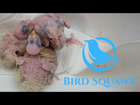 Видео: ДАА ...