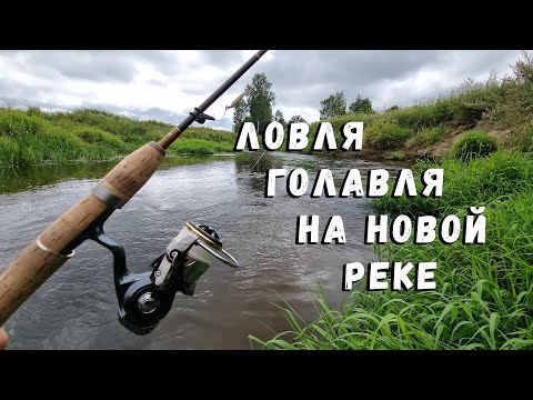Видео: Ловля голавля на новой реке