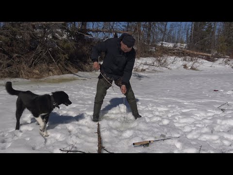 Видео: Воспитание охотничьей лайки, Бэлэх, Якутия,