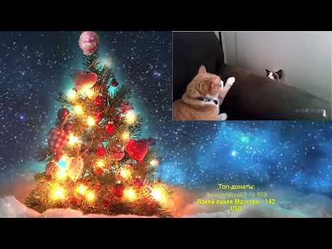 Видео: Ежи Сармат смеётся над видео с котиками.