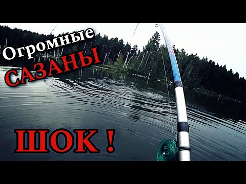 Видео: Слабонервным НЕ СМОТРЕТЬ! Экстремальная ловля ДИКОГО САЗАНА!