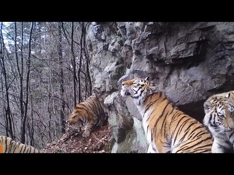 Видео: Тропой уссурийского тигра