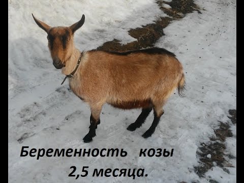 Видео: Беременность козы 2,5 месяца