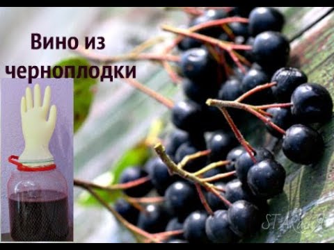 Видео: 🍇Вино из черноплодки. Этап первичного сбраживания...