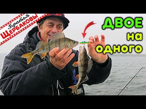 Видео: В ОТВЕС за стайным ОКУНЕМ (Vertical Jigging)! Поразительно ЭФФЕКТИВНО, просто и очень АЗАРТНО!