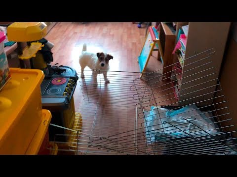 Видео: Джек рассел терьер приколы. Калерия ты что натворила???!!! Приколы с собаками