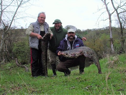 Видео: Сомове по Тунджа преди забраната/сом 14,51 метра - втора част