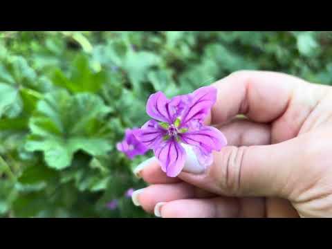 Видео: Слез/охрелче #Malva sylvestris #Malva vulgaris #Common mallow