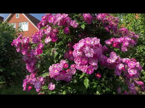 Видео: Для любителей роз🌹. Вспоминая лето .🌿