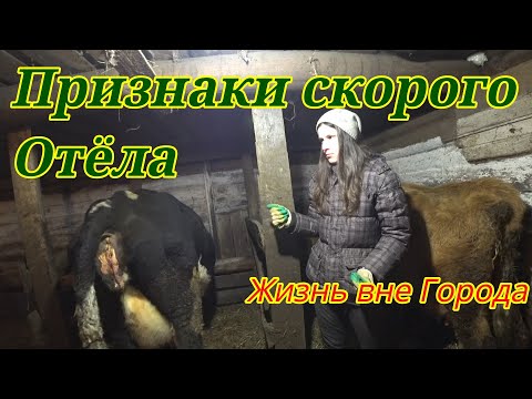 Видео: Признаки скорого отёла коровы. Как понять когда родит корова?