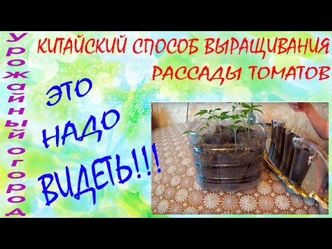 Видео: КИТАЙСКИЙ СПОСОБ ВЫРАЩИВАНИЯ  РАССАДЫ ТОМАТОВ!!!ЭТО НАДО ВИДЕТЬ!!!