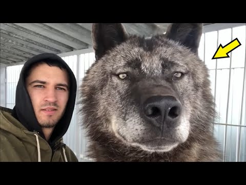 Видео: Парень спас брошенного щенка. Но потом он понял, что это не собака!