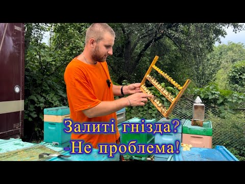 Видео: Закінчуємо виведення маток. Що робити із залитими гніздами? 🍯