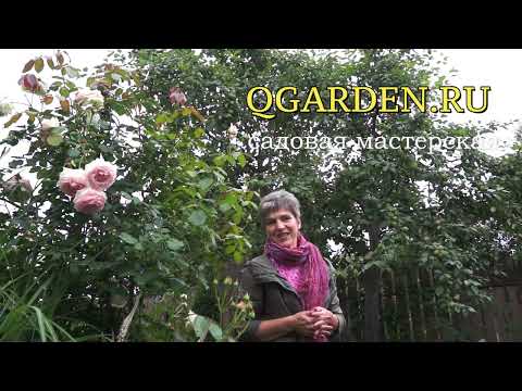 Видео: Фото отзывы 100 идей для сада от Q