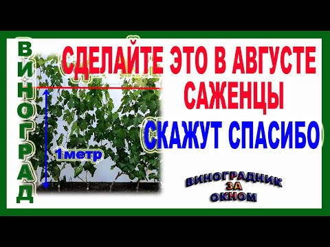 Видео: 🍇 3 Совета. Обязательно сделайте это в авгуте. Как помочь саженцам винограда лучше вызреть.