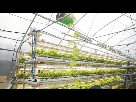 Видео: Теплица 1 серия. Когда хобби перерастает в бизнес.