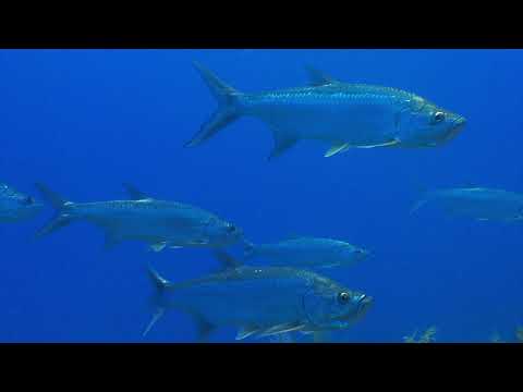 Видео: Под водой на Карибах