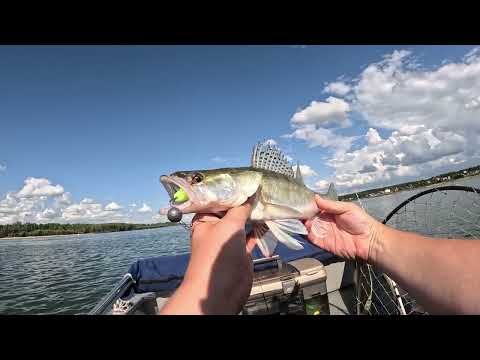 Видео: Хищник на Оби Активный жор 02-03.09.2023. Спиннинг Major Craft DODGER. Катушка Shimano RARENIUM 4000