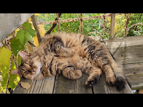 Видео: Что такое осень