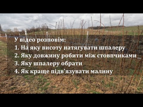 Видео: Як я підв'язую малину. Підв'язка літньої і ремонтантної малини. Шпалера для малини.