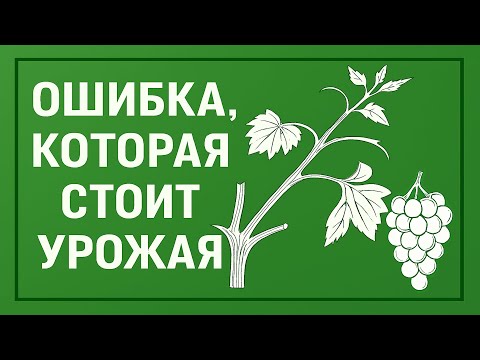 Видео: ❗Эта ОШИБКА НА ВИНОГРАДЕ  В СЕНТЯБРЕ может лишить вас урожая: эксперимент с чеканкой и пасынками