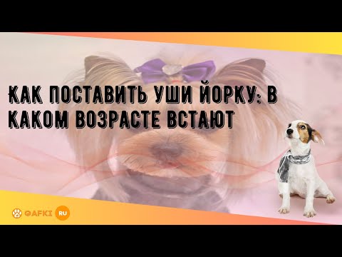 Видео: Как поставить уши йорку: в каком возрасте встают