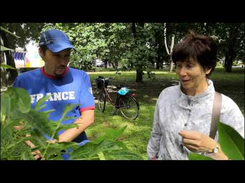 Видео: 3. Ботанические истории. Амурский бархат. 3.Kasvitieteliset tarinat. Amurinkorkkipuu.