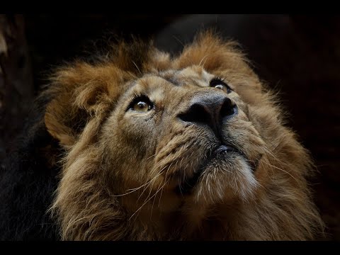 Видео: ЛЕВ //асцендент во ЛЬВЕ // ЛЕВ в 1  и 7 доме // ЛЕВ восходящий знак лагна лагнеша