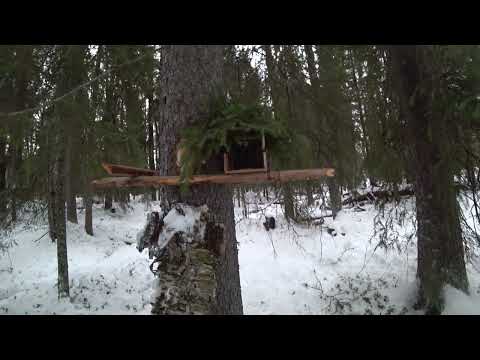 Видео: Охота на куницу капканами/ есть трофей.