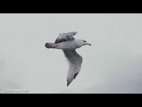 Видео: ПЕРЕСТАНЬ ОТКЛАДЫВАТЬ ЖИЗНЬ НА ПОТОМ. ПРИМИ РЕШЕНИЕ...