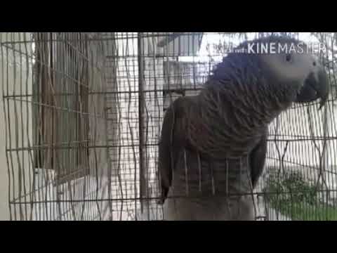 Видео: ШОК! Тўти қуръон ўқиб дуо қиляпти/To`ti Qur`on o`qib duo qilyapti.