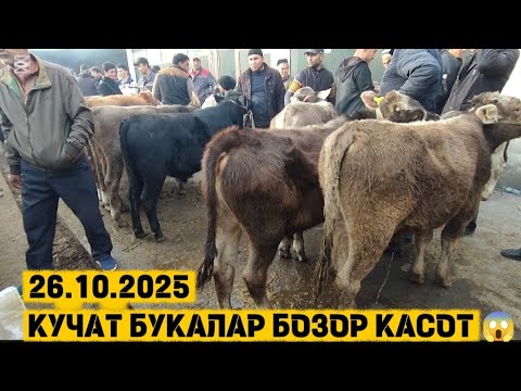 Видео: Оладигон вакт келди кучат букалар нархлари анча ташлабди ан.кургонтепа 2025