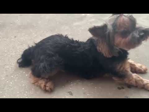 Видео: Пароксизмальная дискинезия у собаки / Paroxysmal dyskinesia in dog