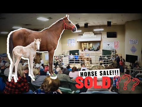 Видео: Миссия «Аукционный блок»! — Спасение новорожденного жеребенка!