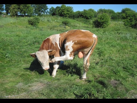 Видео: Наши большие бычки: расходы за 1,5 года