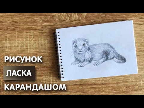 Видео: Как нарисовать ласку карандашом | Рисунок для начинающих поэтапно