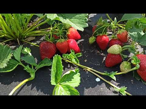 Видео: Земляника ксд  МОЛЛИНГ 100! Жемчужинка в моей коллекции! Омск, 19.06.2023г.