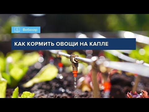 Видео: ВЕБИНАР "КАК КОРМИТЬ ОВОЩИ НА КАПЛЕ"