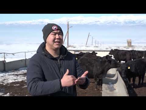 Видео: ЧЫКТУУ ТОЮТ КАМДАП АСЫЛ ТУКУМ МАЛ БАККАН  ФЕРМЕР