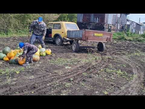 Видео: Возим тыкву.