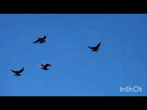 Видео: Как приучить голубей к новому дому? Голубь должен летать!!!