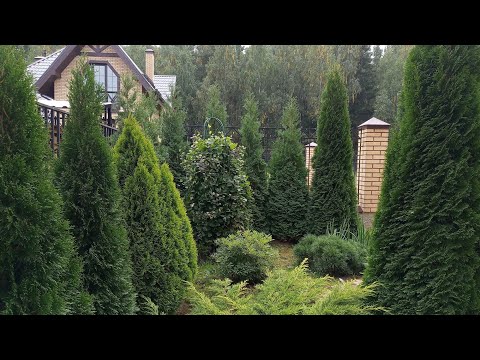 Видео: Туя западная Смарагд или Холмструп, как выбрать и в чем отличие?