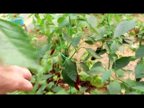 Видео: МОЙ УРОЖАЙ В КОНЦЕ ИЮЛЯ.