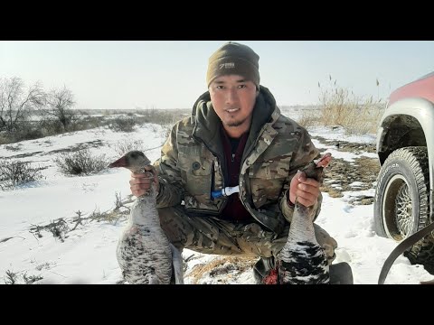 Видео: ҮЙРЕКККЕ, ҚАЗҒА АҢШЫЛЫҚҚА ШЫҚТЫҚ ( АРХИВ 2020 КҮЗ ). ОХОТА НА УТКУ В КАЗАХСТАНЕ. УТКА, ГУСЬ